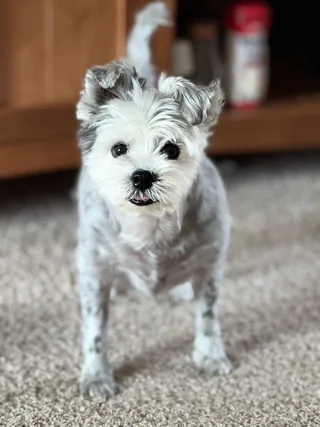 Pish Richalds, the goodest boy